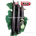 Hybrid black eggplant seeds-Hei Zeng Zhu